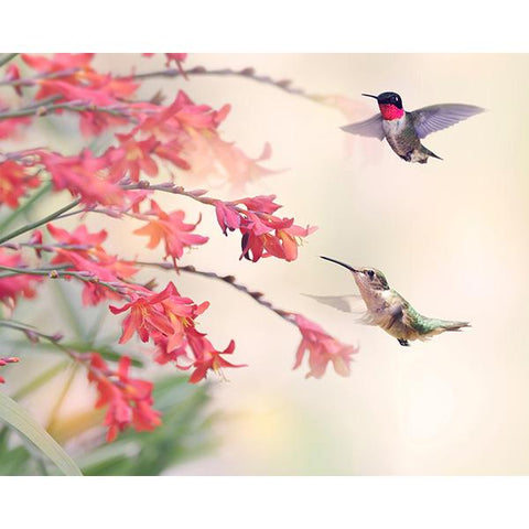 Humming Birds Wall Mural