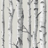 Birch Tree Peel And Stick Wallpaper