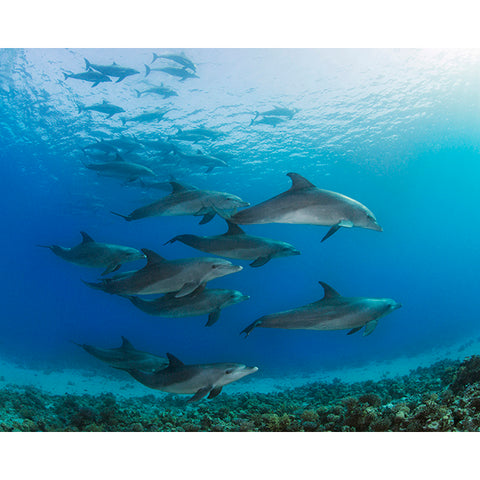 Underwater Dolphins Wall Mural