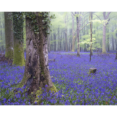 Bluebell Wood Wall Mural