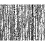 Wood for the Trees Wall Mural